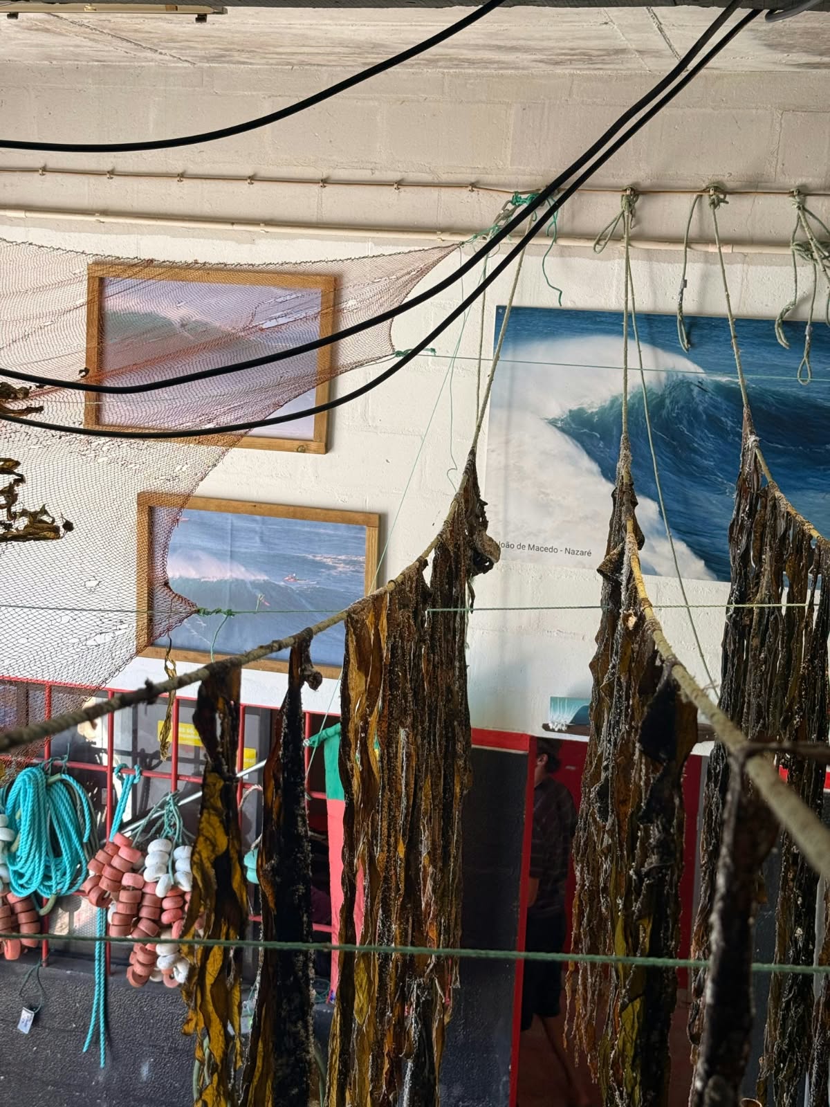 The Hope Zones regenerative seaweed farm off Nazaré